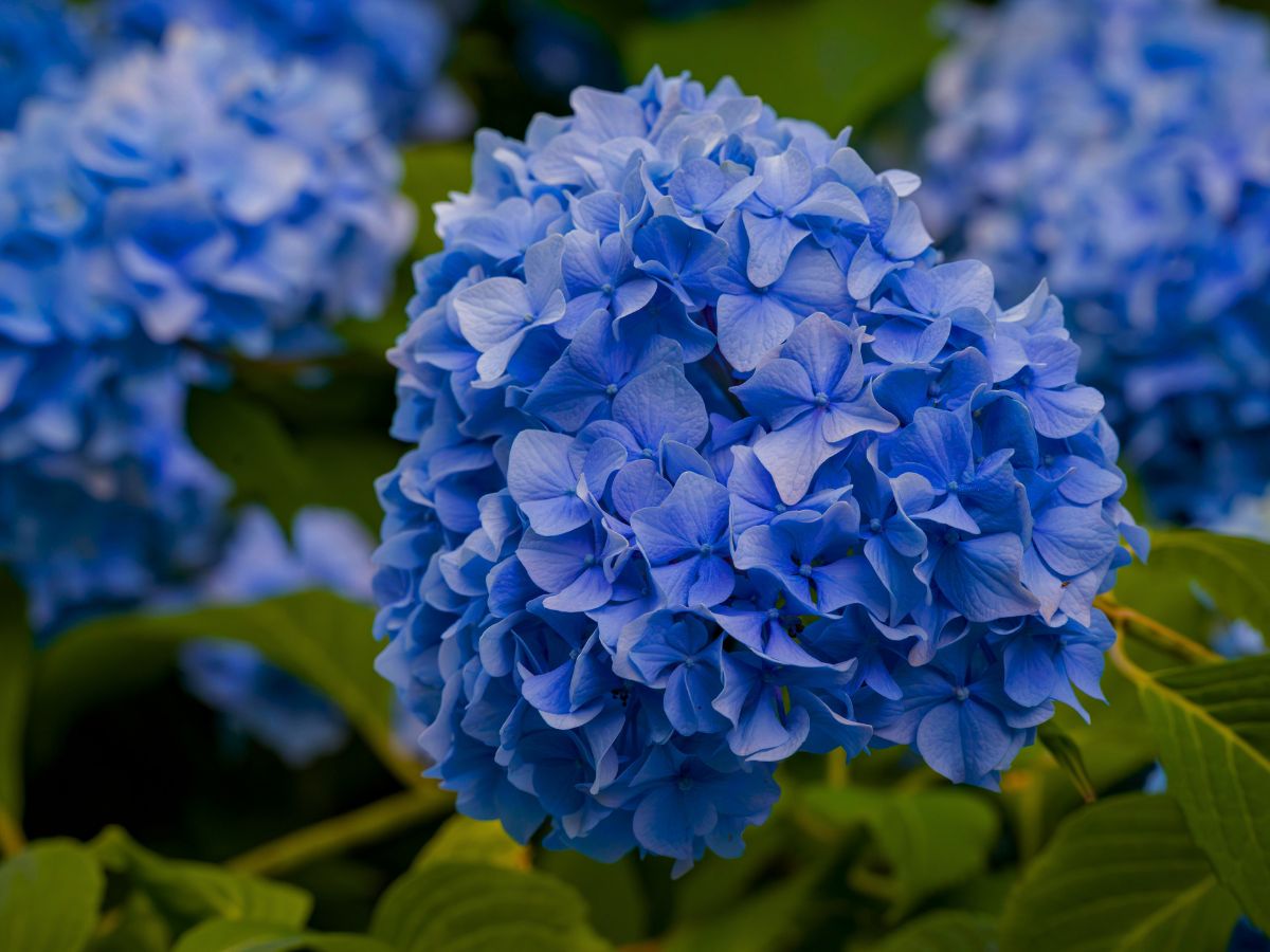 hortensja