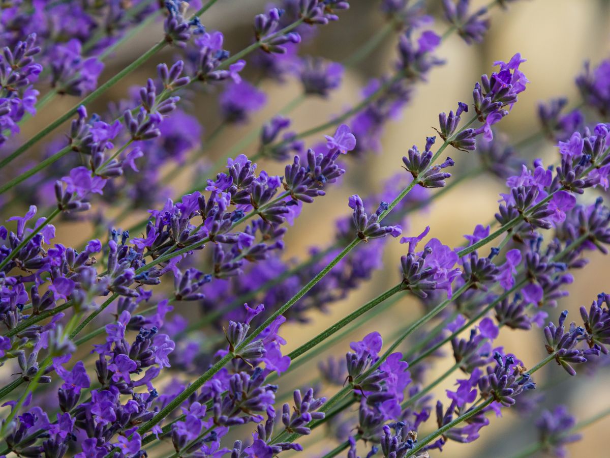 lawenda