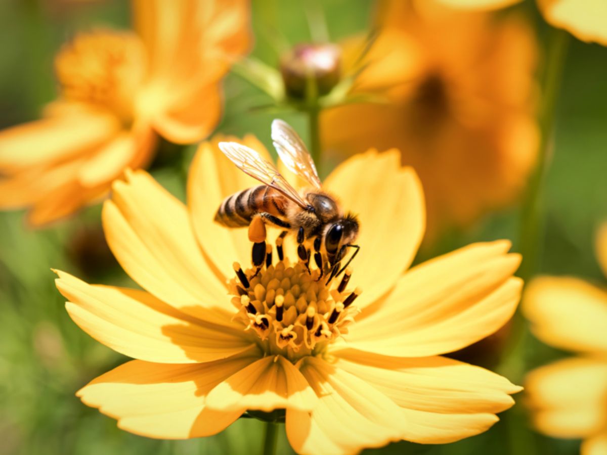 pszczoła w kwiatach