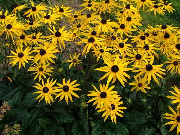 rudbekia