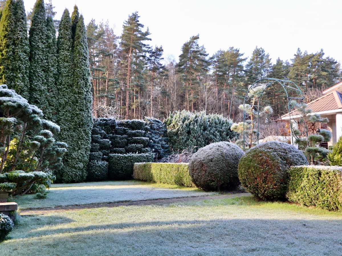 ogród zimą