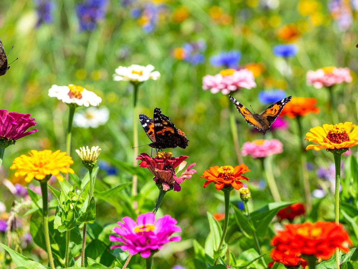 motyle w ogrodzie