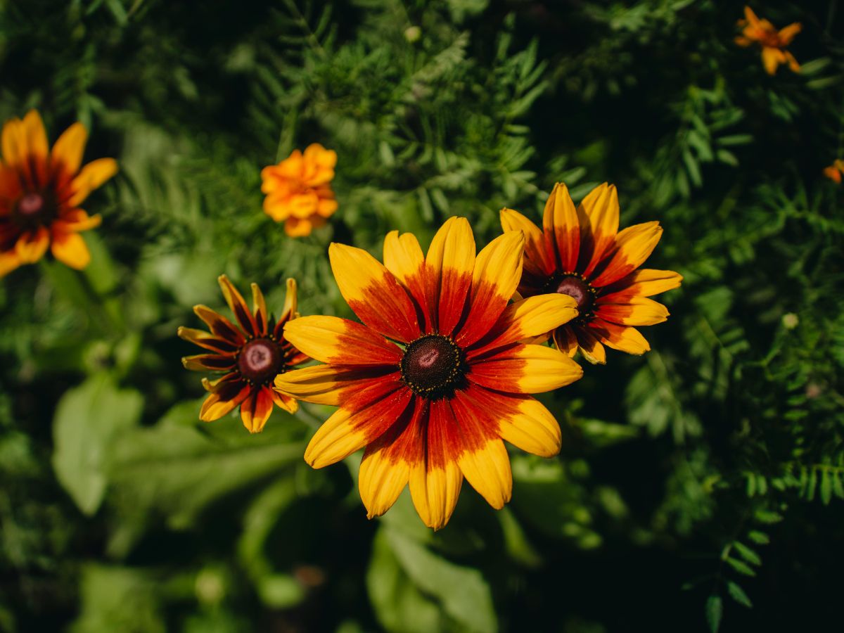 rośliny wieloletnie